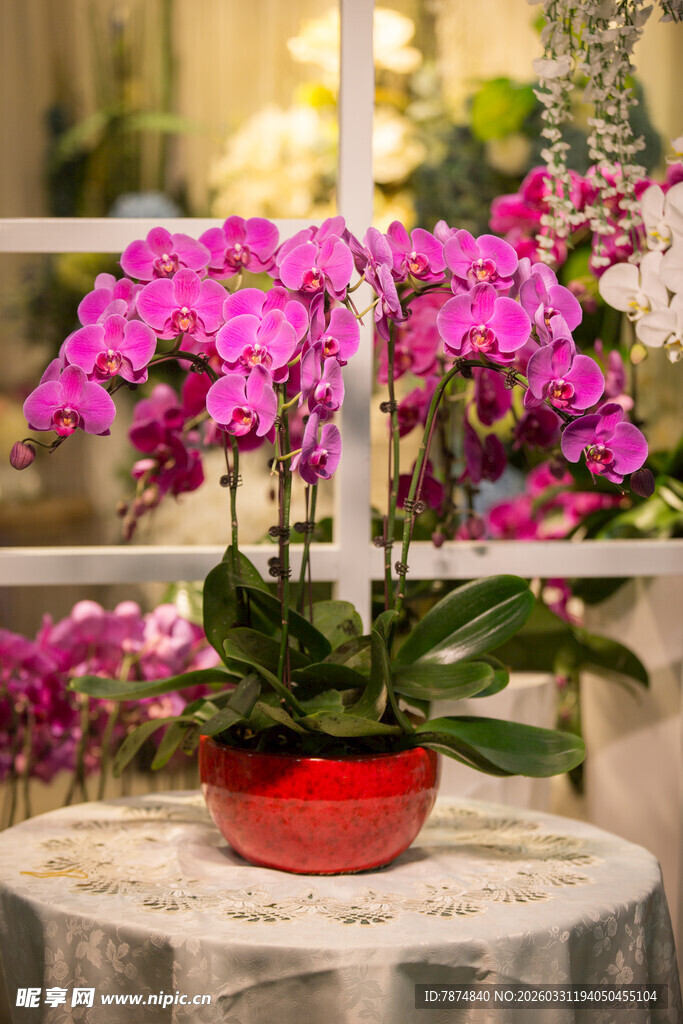 桌上绽放的娇艳紫蝴蝶兰