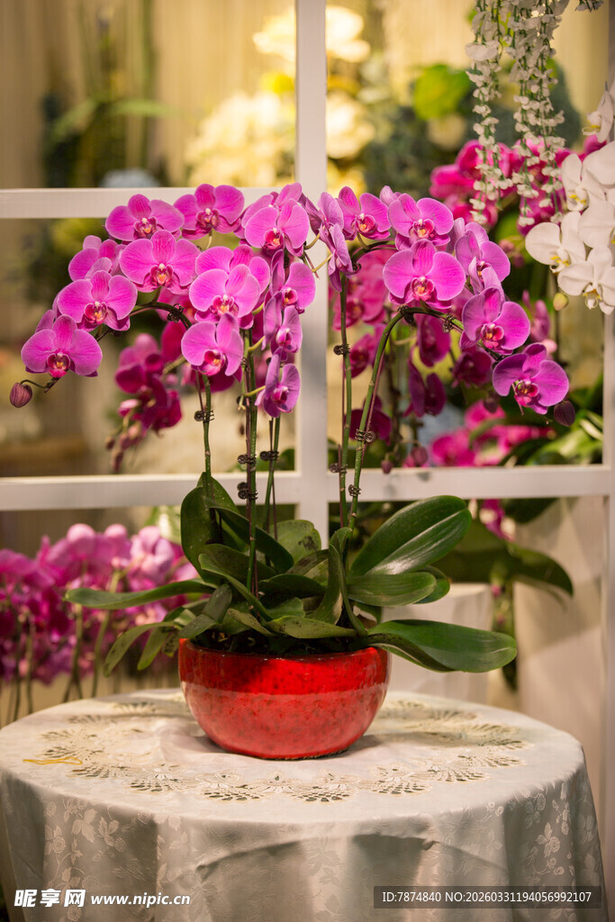 桌台上的艳丽紫色蝴蝶兰
