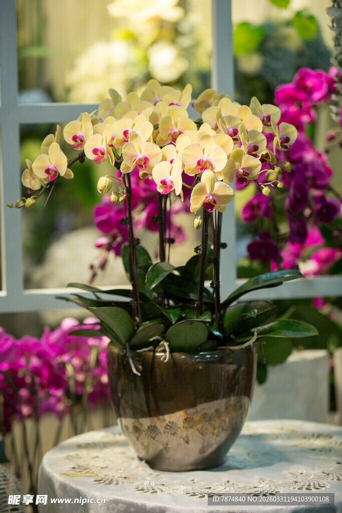 盆栽蝴蝶兰绽放窗边美景