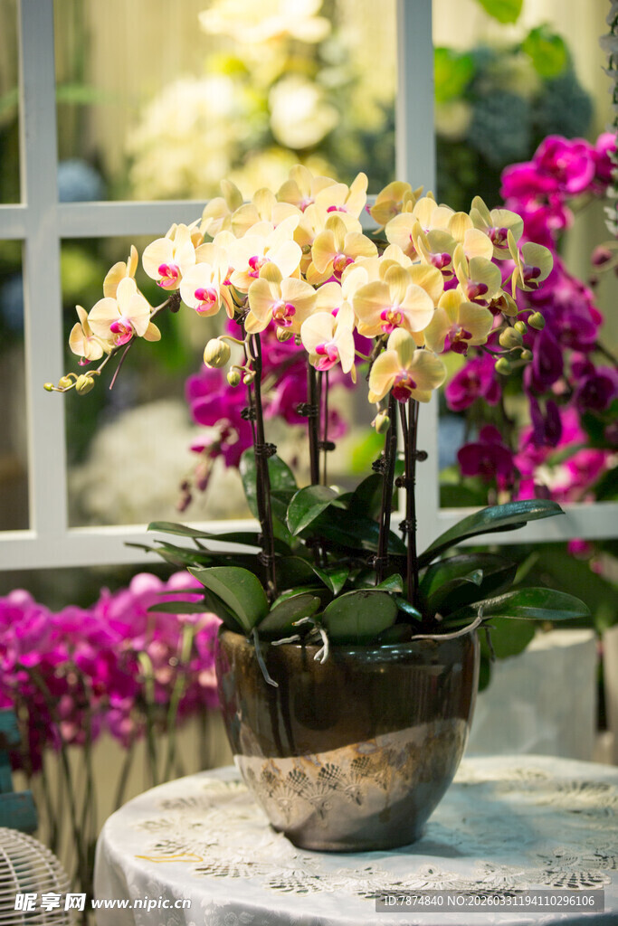 多彩蝴蝶兰盆栽摆于桌前