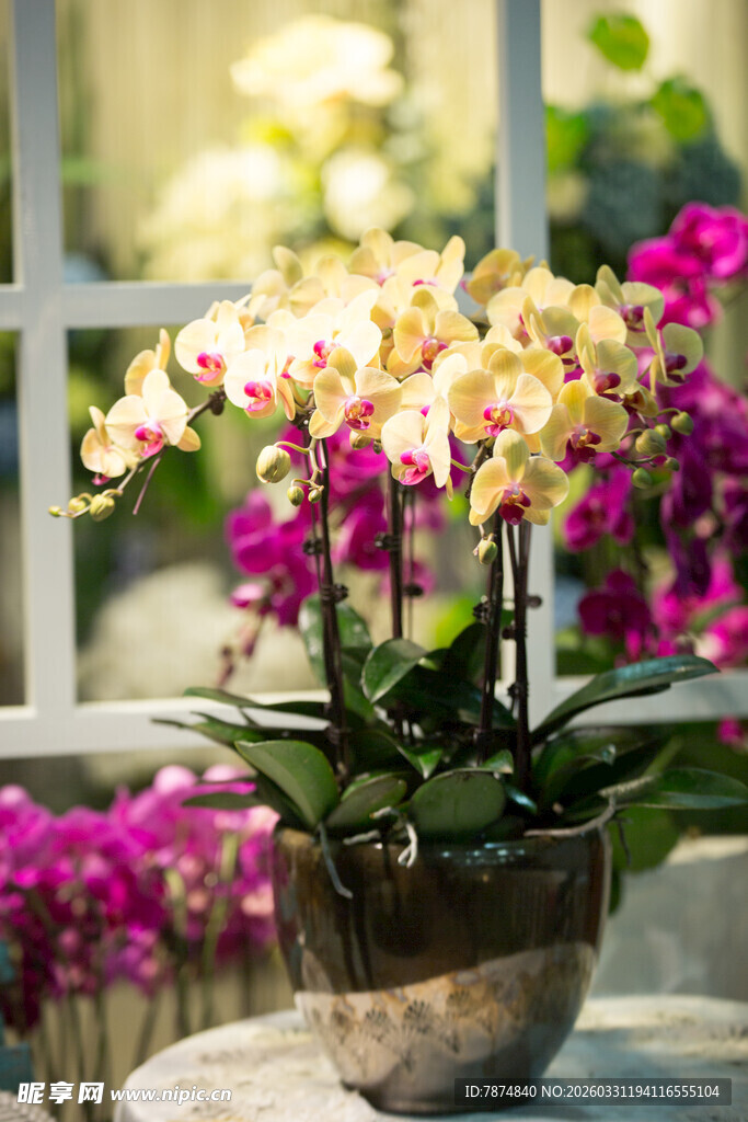 窗边多彩兰花盆栽