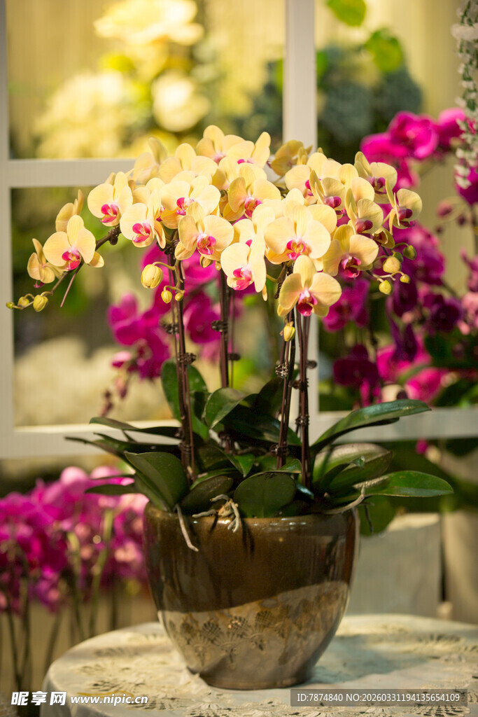 盆栽蝴蝶兰绽放优雅之美