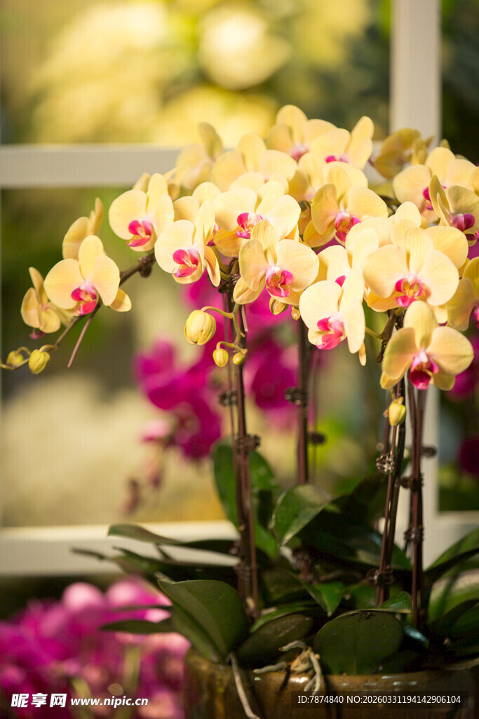 黄色蝴蝶兰盆栽花卉展示