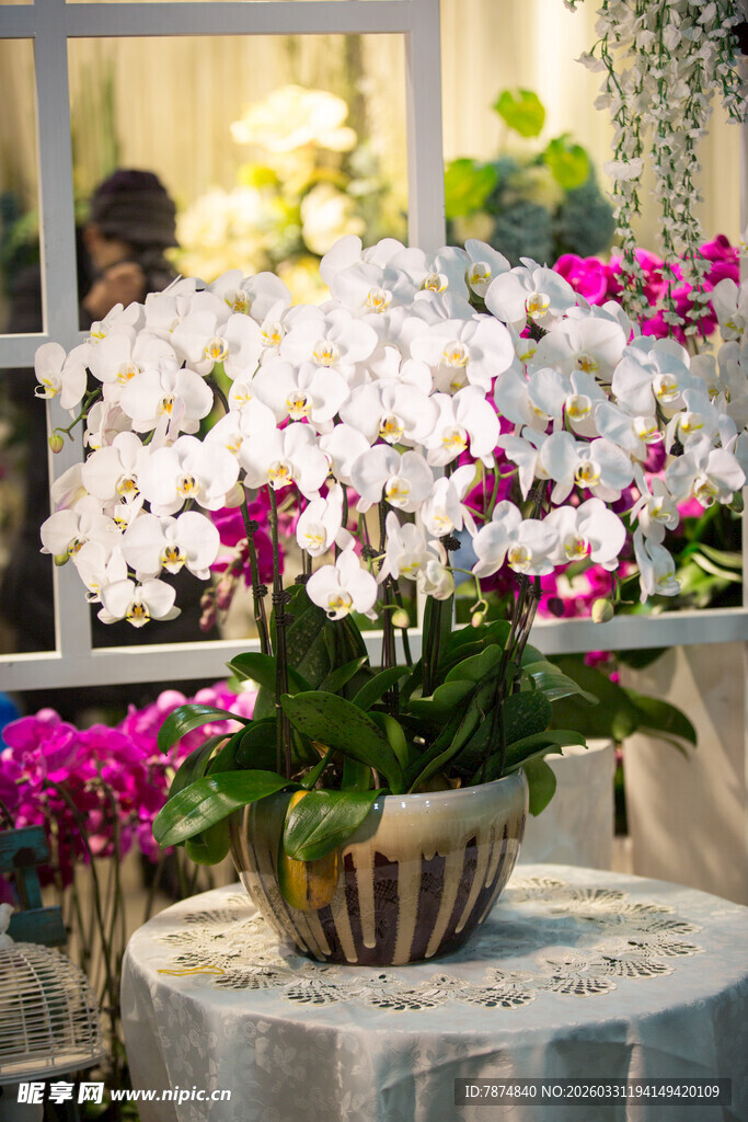 优雅盛放的多彩蝴蝶兰