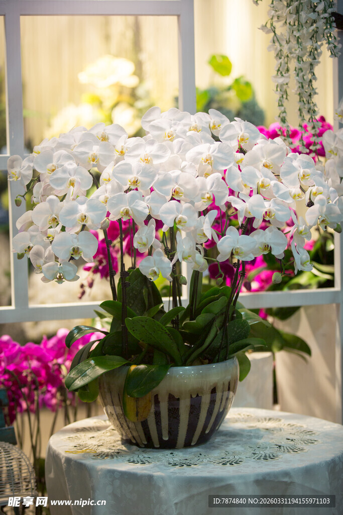 优雅蝴蝶兰盆栽室内景致