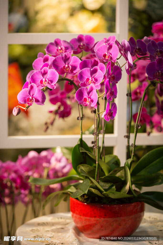 红盆紫兰绽放窗边美景