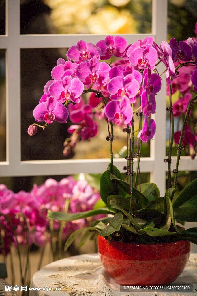 窗边绽放的艳丽蝴蝶兰