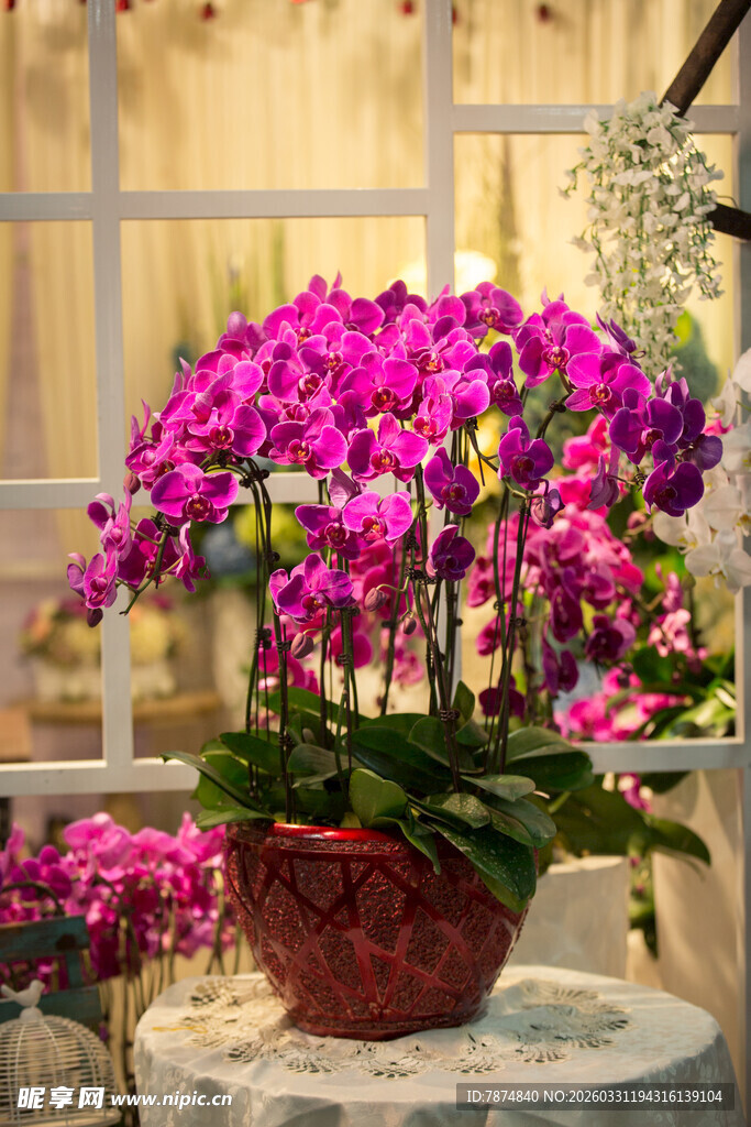 艳丽蝴蝶兰盆栽绽放室内