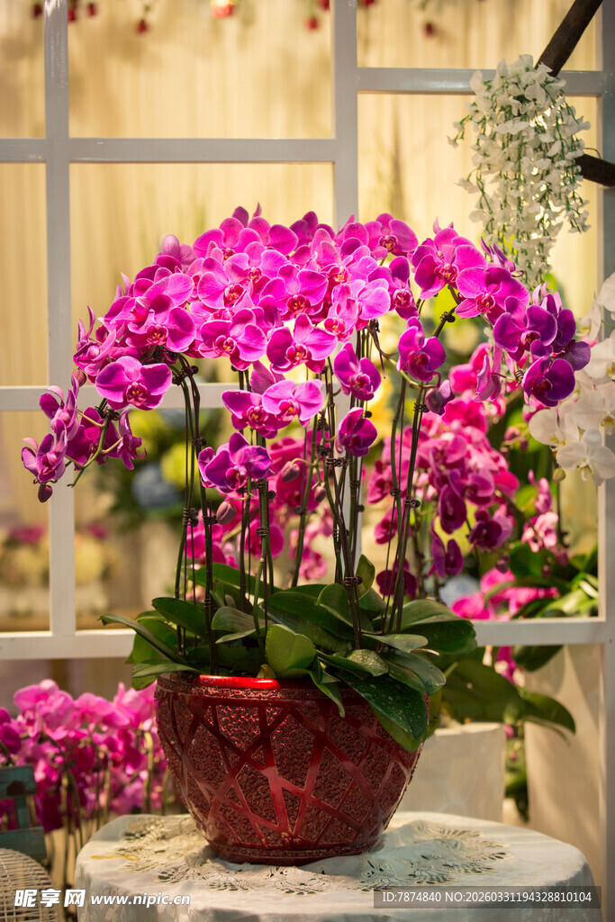 艳丽蝴蝶兰盆栽绽放