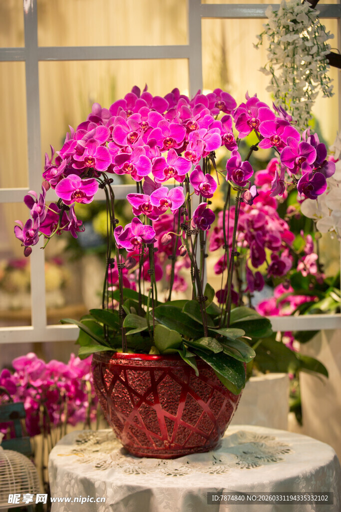 艳丽蝴蝶兰盆栽绽放