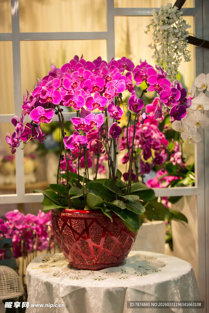 艳丽蝴蝶兰盆栽摆放在桌
