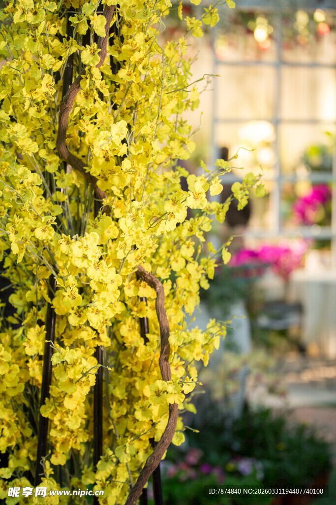 金黄迎春花绽放