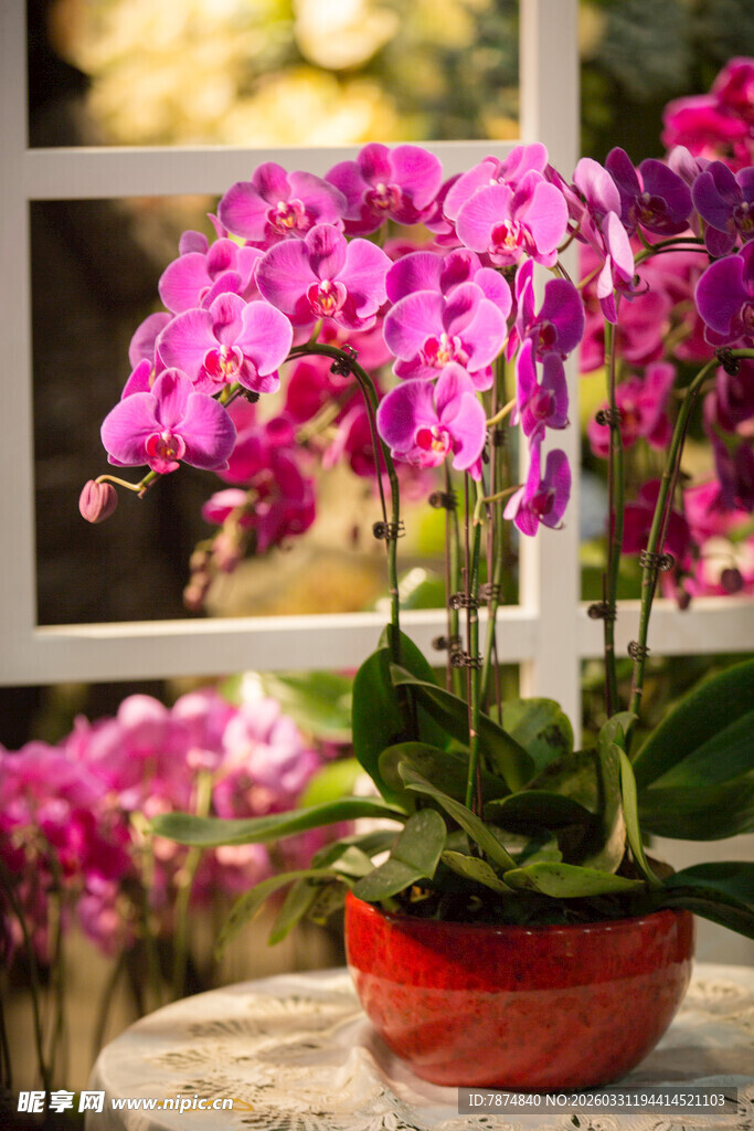 窗边绽放的美丽蝴蝶兰