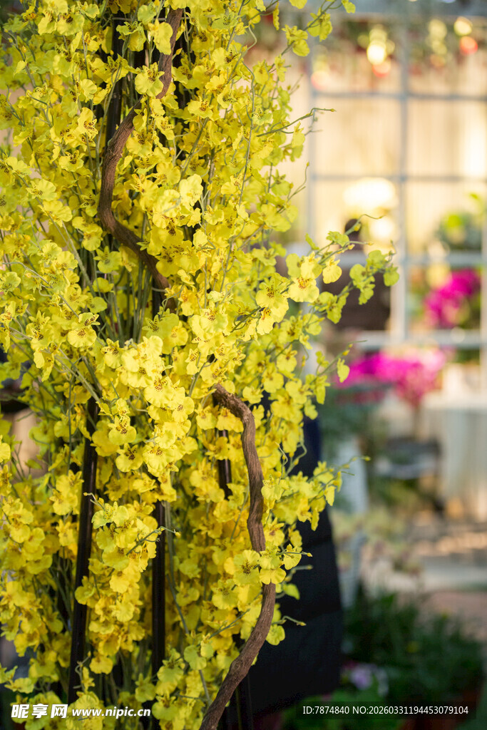 金黄垂枝花卉 烂漫景致
