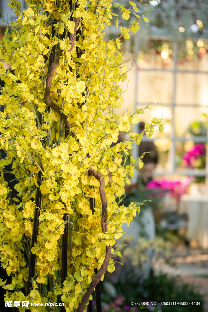 金黄连翘花枝绽放