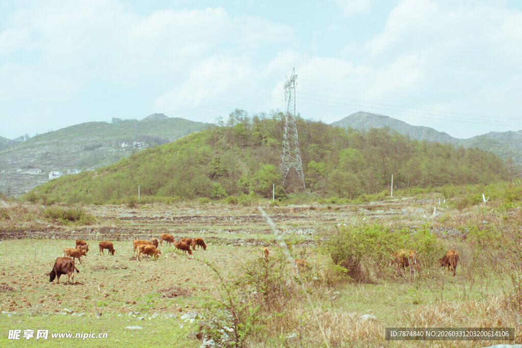 田野间的牛群与远山风景