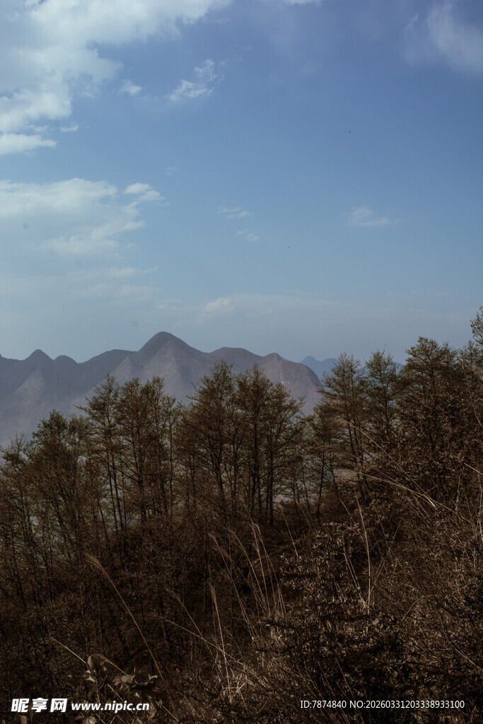 山峦间的枯树林景观