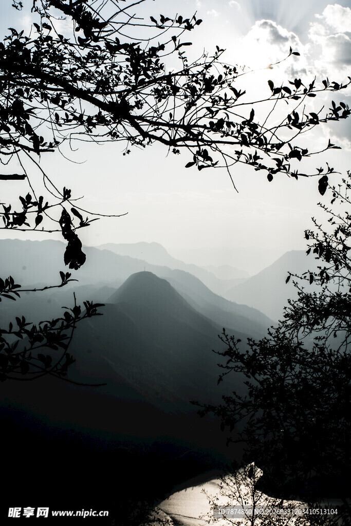 山间舞者于枝头优雅起舞