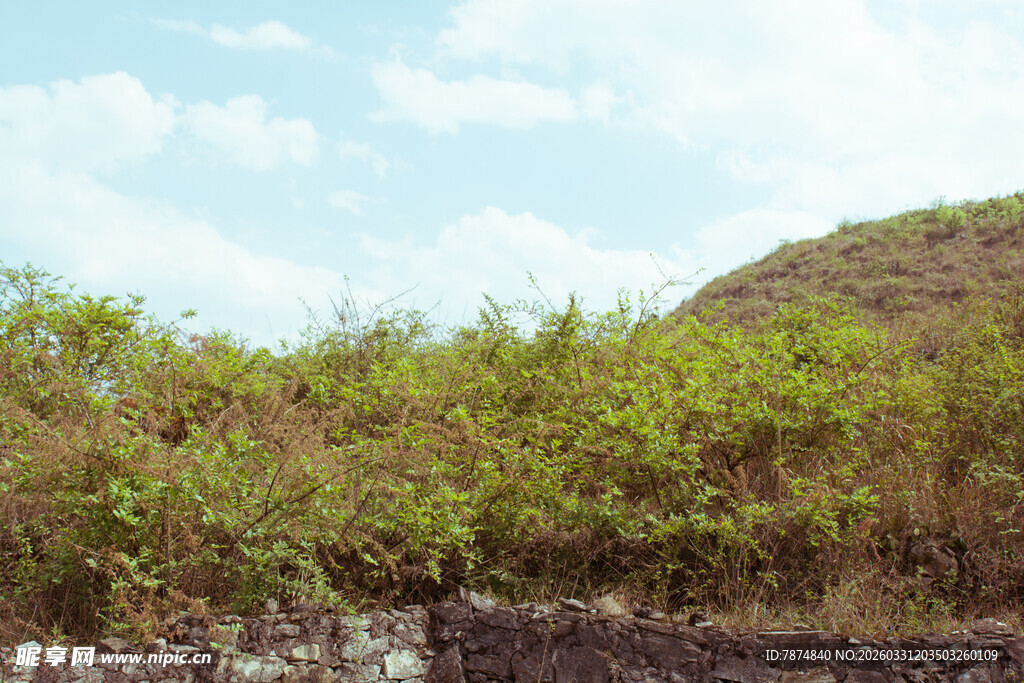 山坡绿植风景