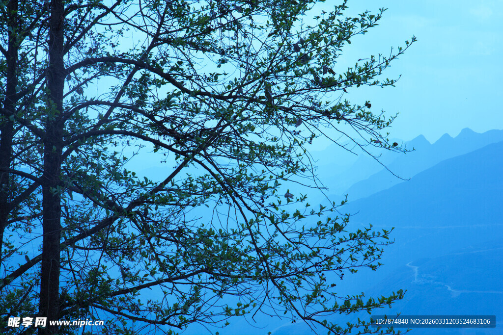 山林间的树枝与远方山色