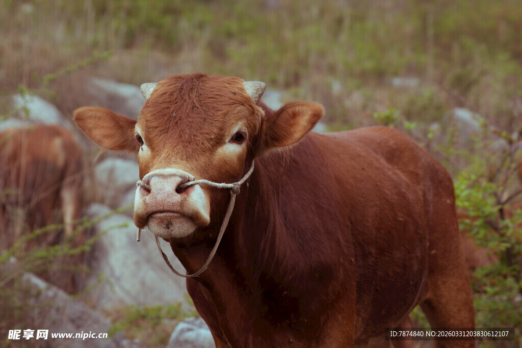 田野中的棕色小牛