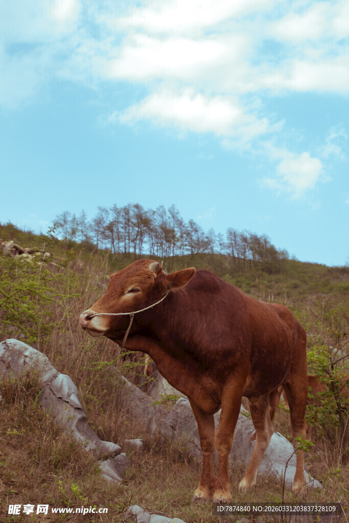 山坡上的棕色牛