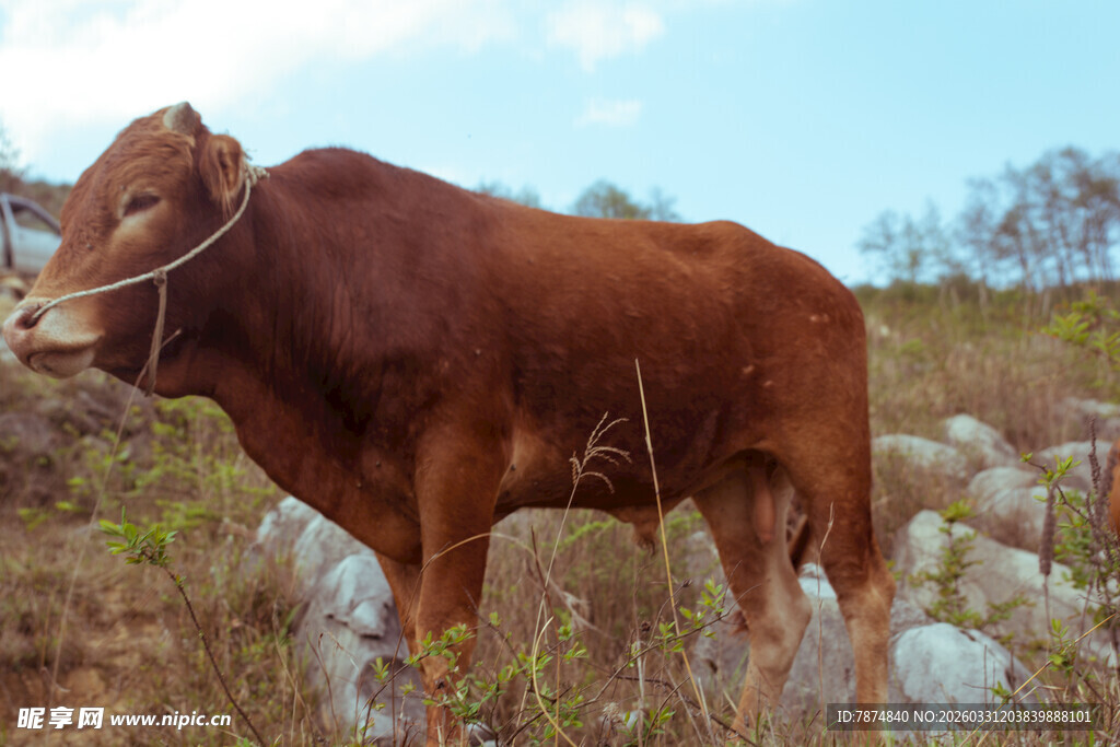 田野中的棕色耕牛