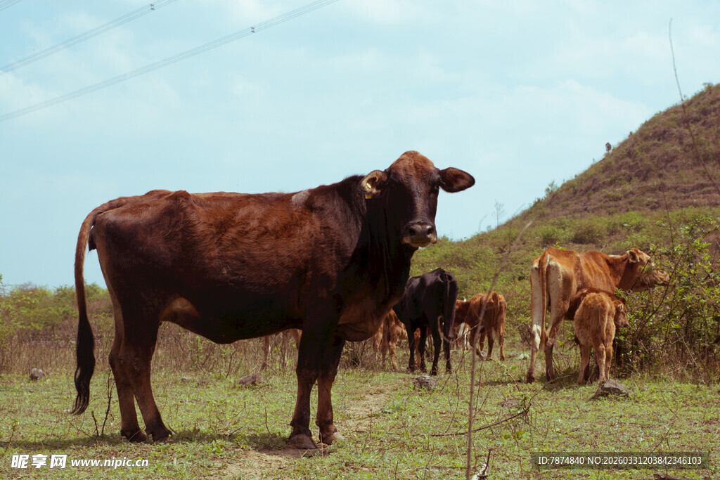 草原上的几头健壮耕牛