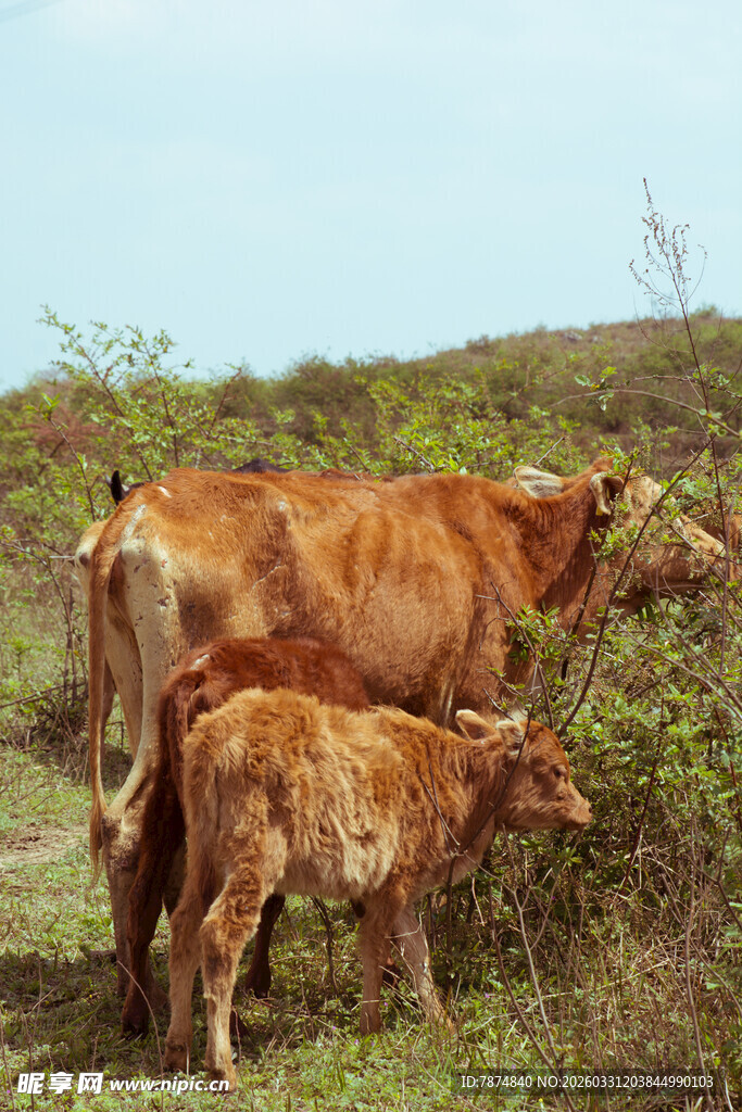 田园中吃草的黄牛母子