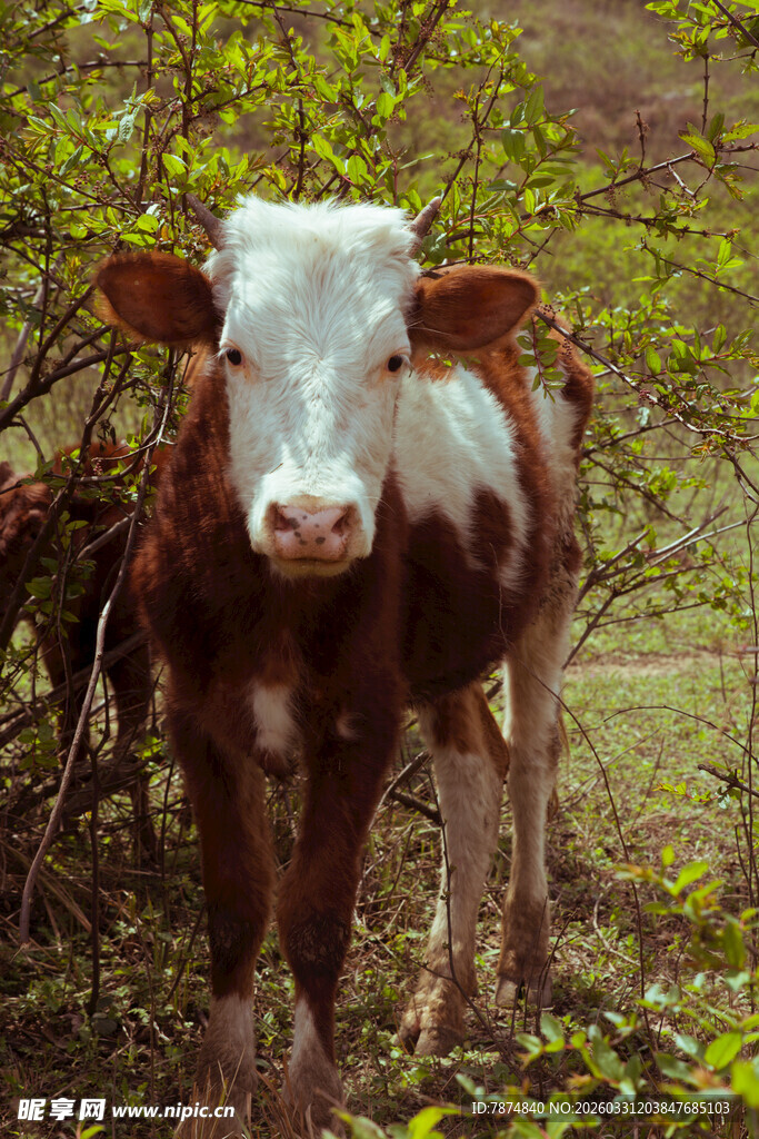 田野中的棕白相间奶牛