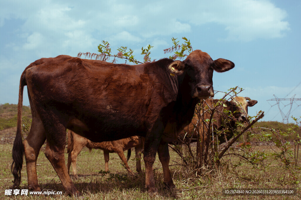 草原上的棕色牛群