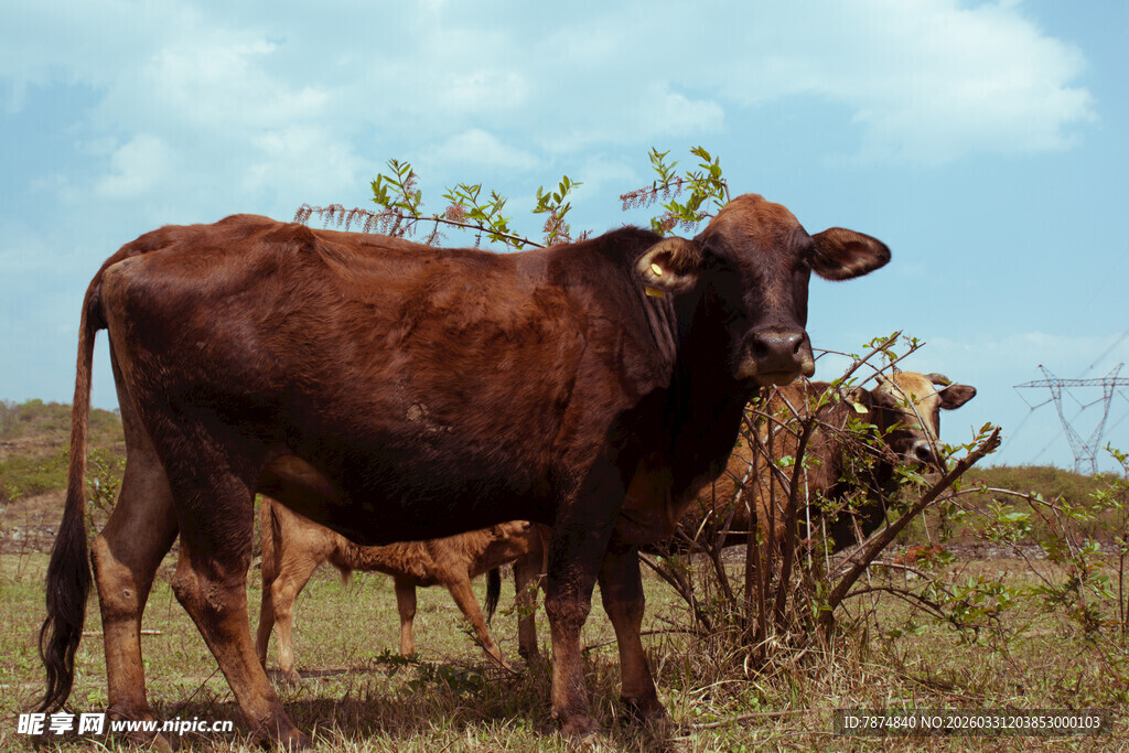田野中的棕色耕牛