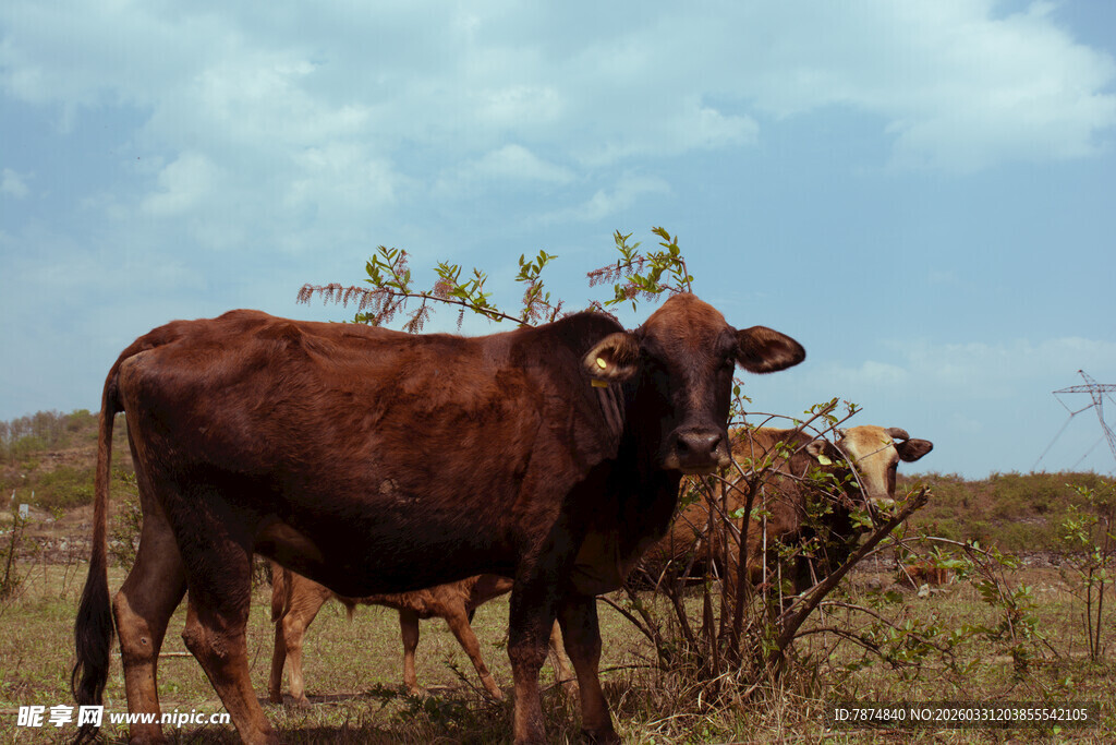 草原上的棕色牛群