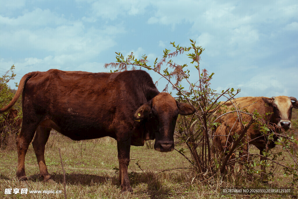 草原上的牛群