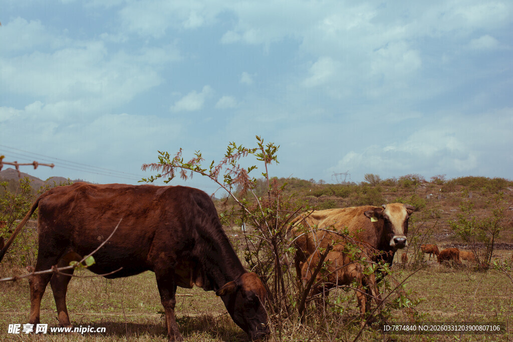 草原上悠闲吃草的牛群
