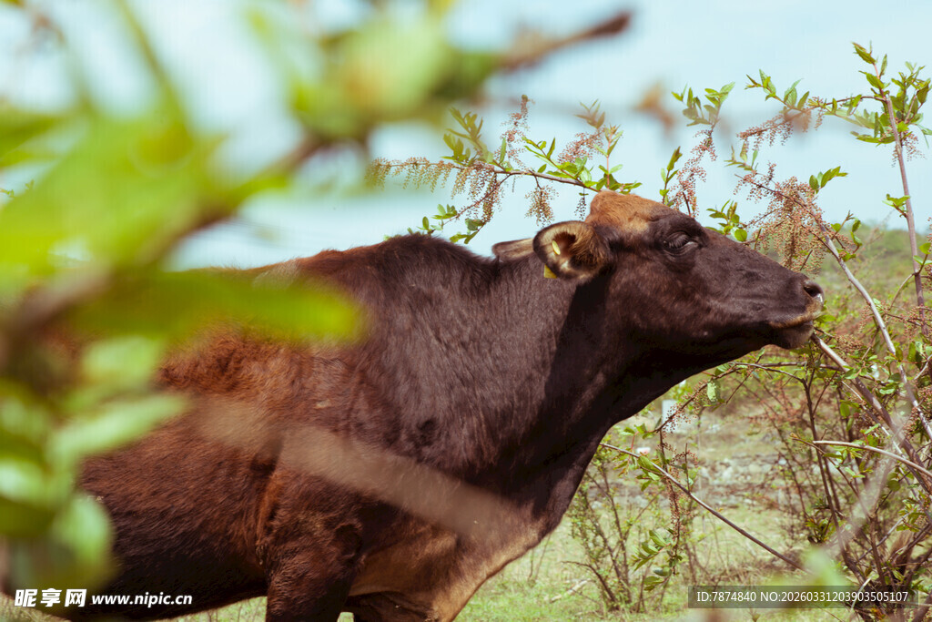 野外棕色牛于绿植间