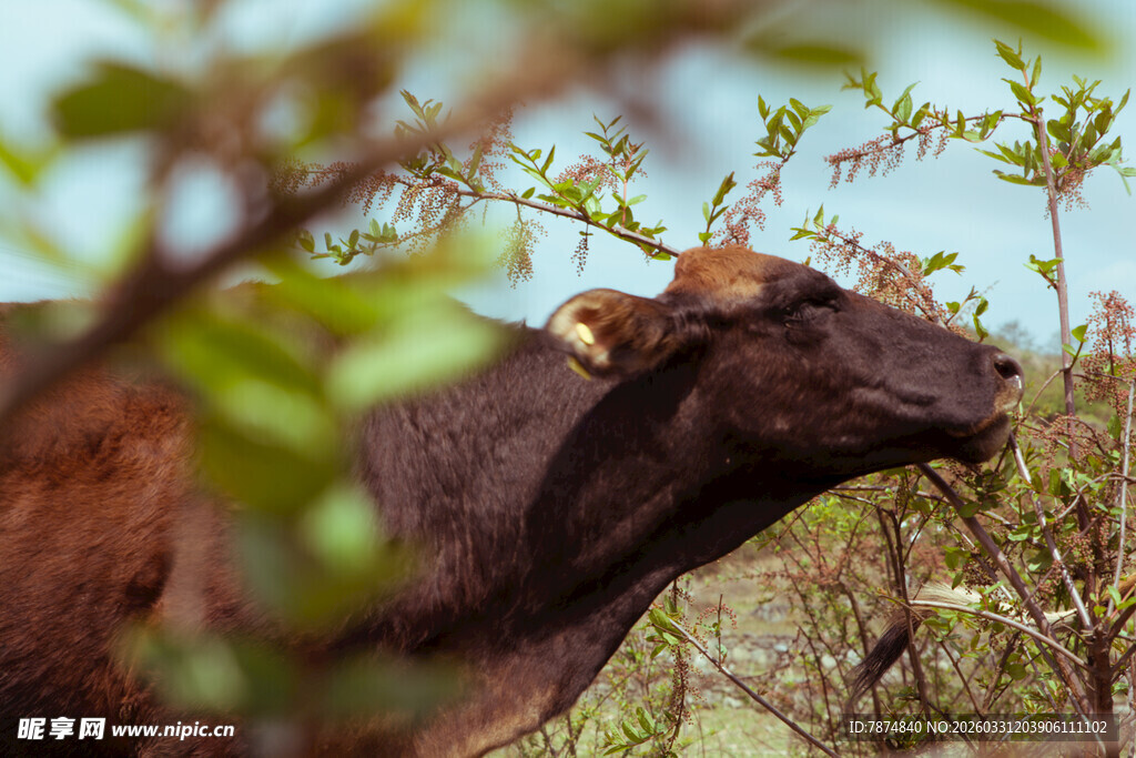 野外牛只于绿植间