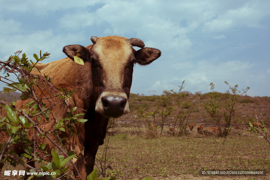 草原上的牛