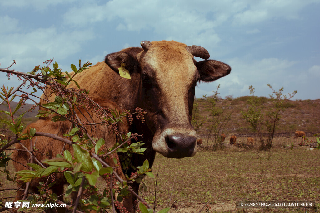 田野中围栏旁的棕色牛