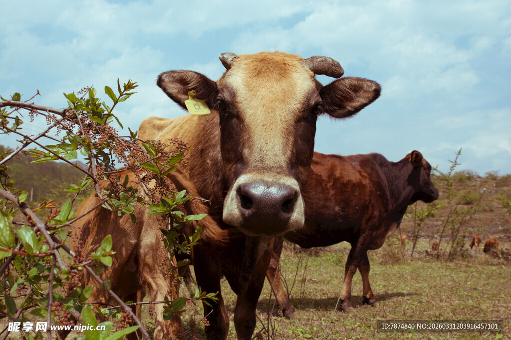 田野中的两头牛
