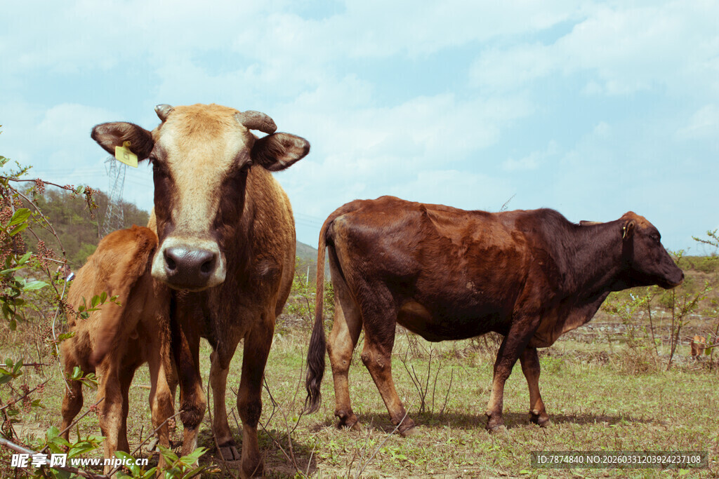 田野中的两头健壮耕牛