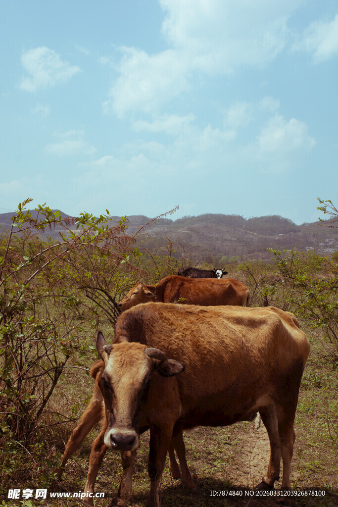 田野中的几头棕色耕牛