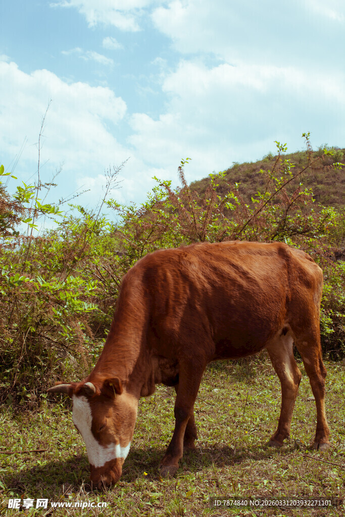 草地中低头吃草的棕色牛