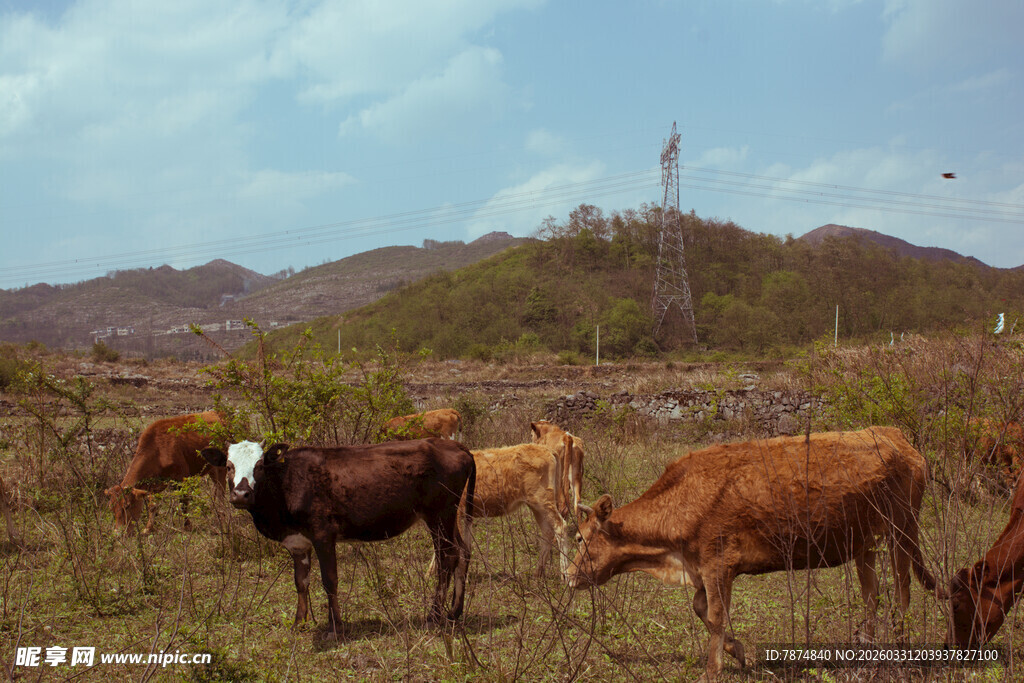 草原上的牛群