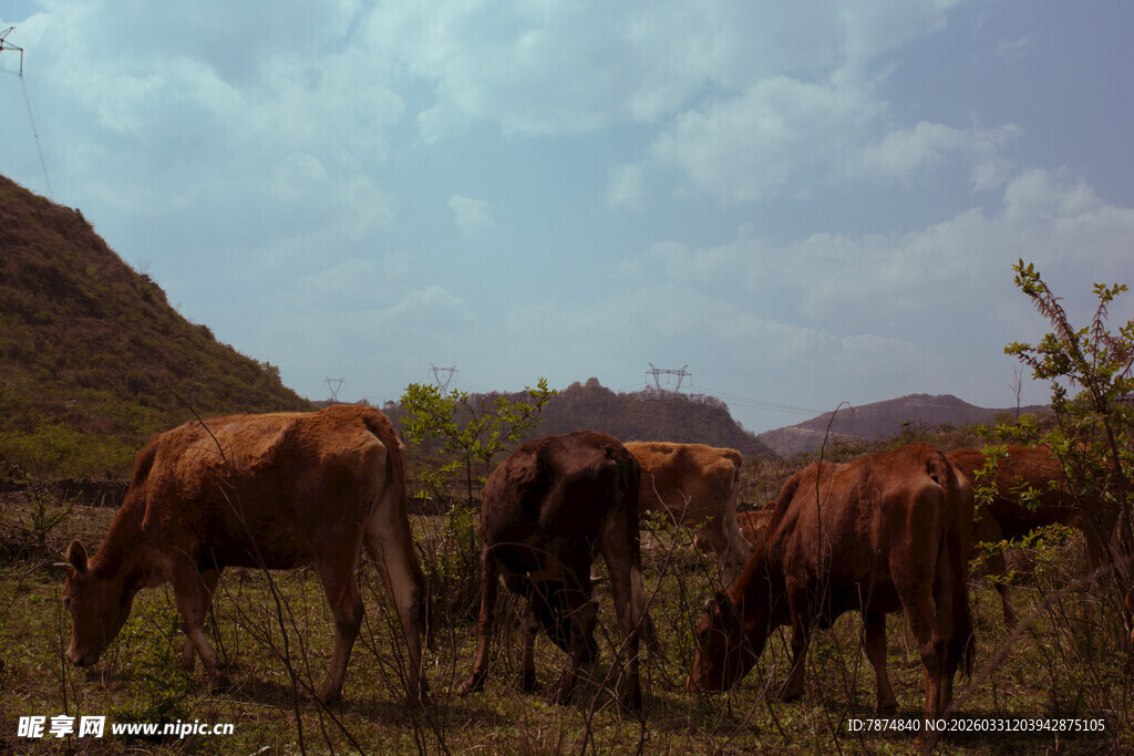 草原上的牛群悠然吃草