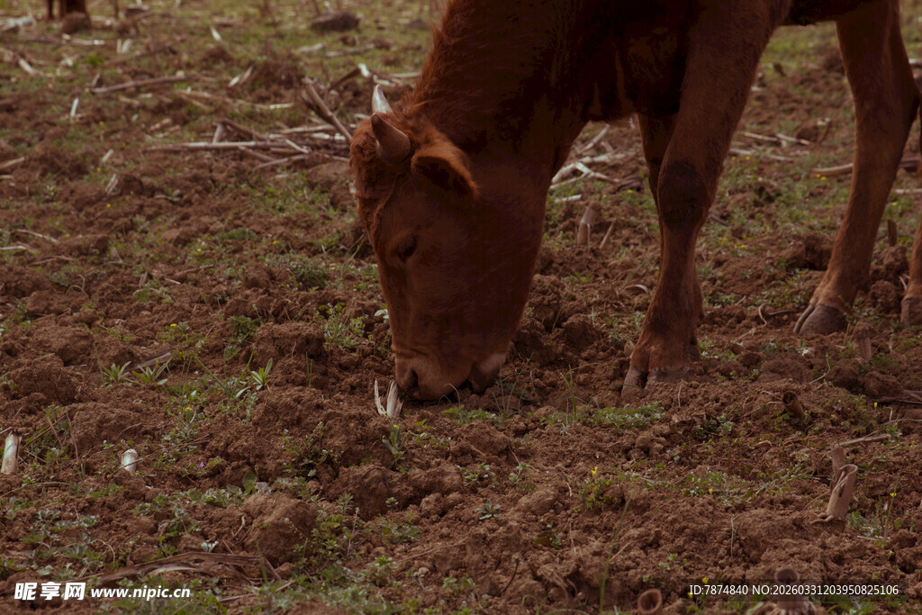 牛在草地低头吃草
