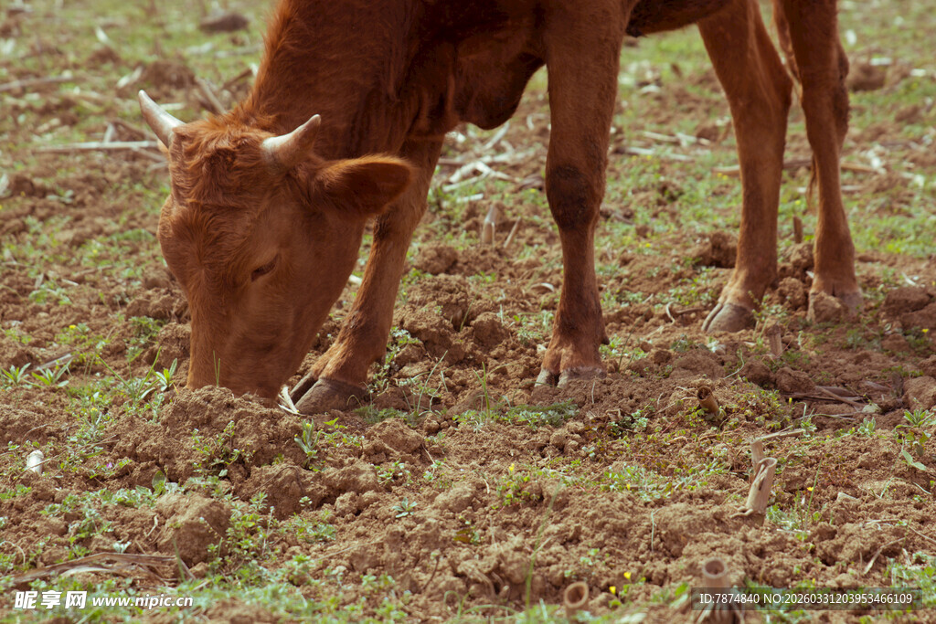 黄牛低头吃草场景