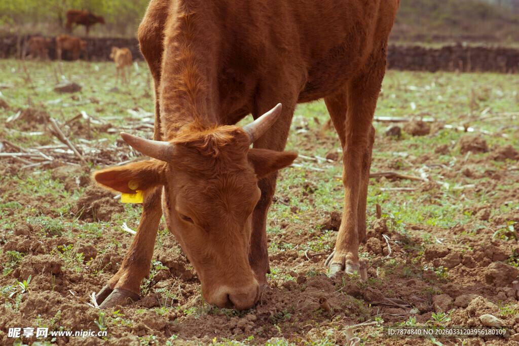 黄牛低头吃草于草地