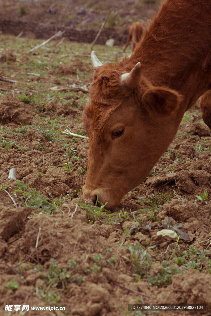 黄牛低头专注吃草