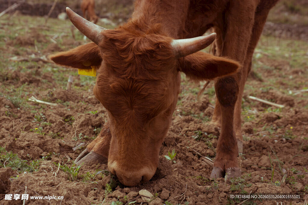 低头吃草的棕色小牛